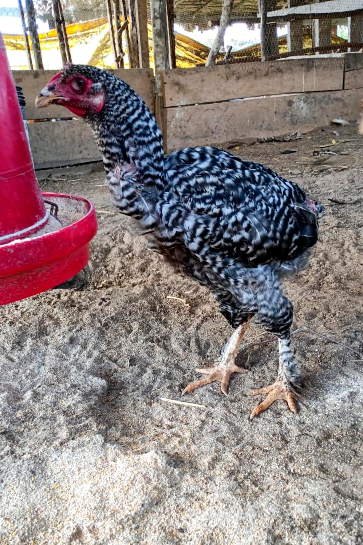 WhatsApp Image 2025-04-03 at 7.35.04 PM (2) copia.jpg